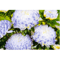 Астра бело-голубая